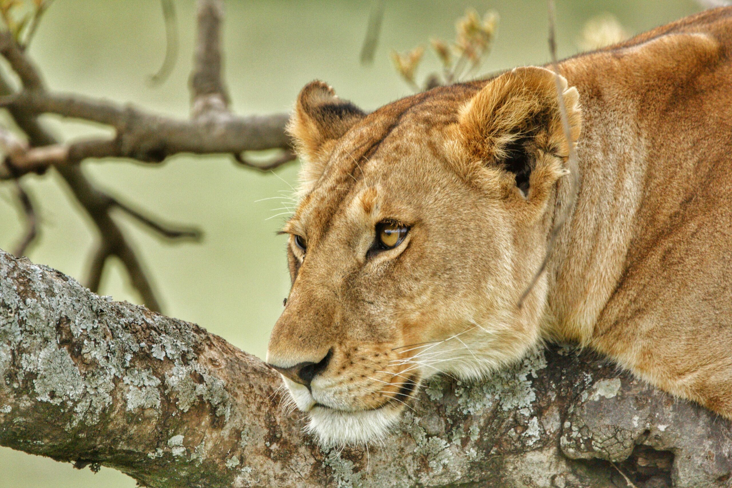 Ngorongoro Crater