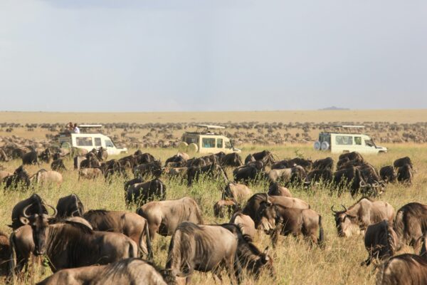 Serengeti Adventure Safari