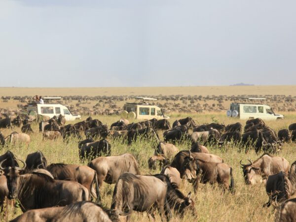 Serengeti Adventure Safari