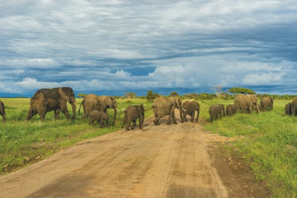 Tanzania Signature Experience