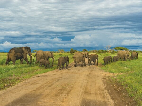 Tanzania Signature Experience