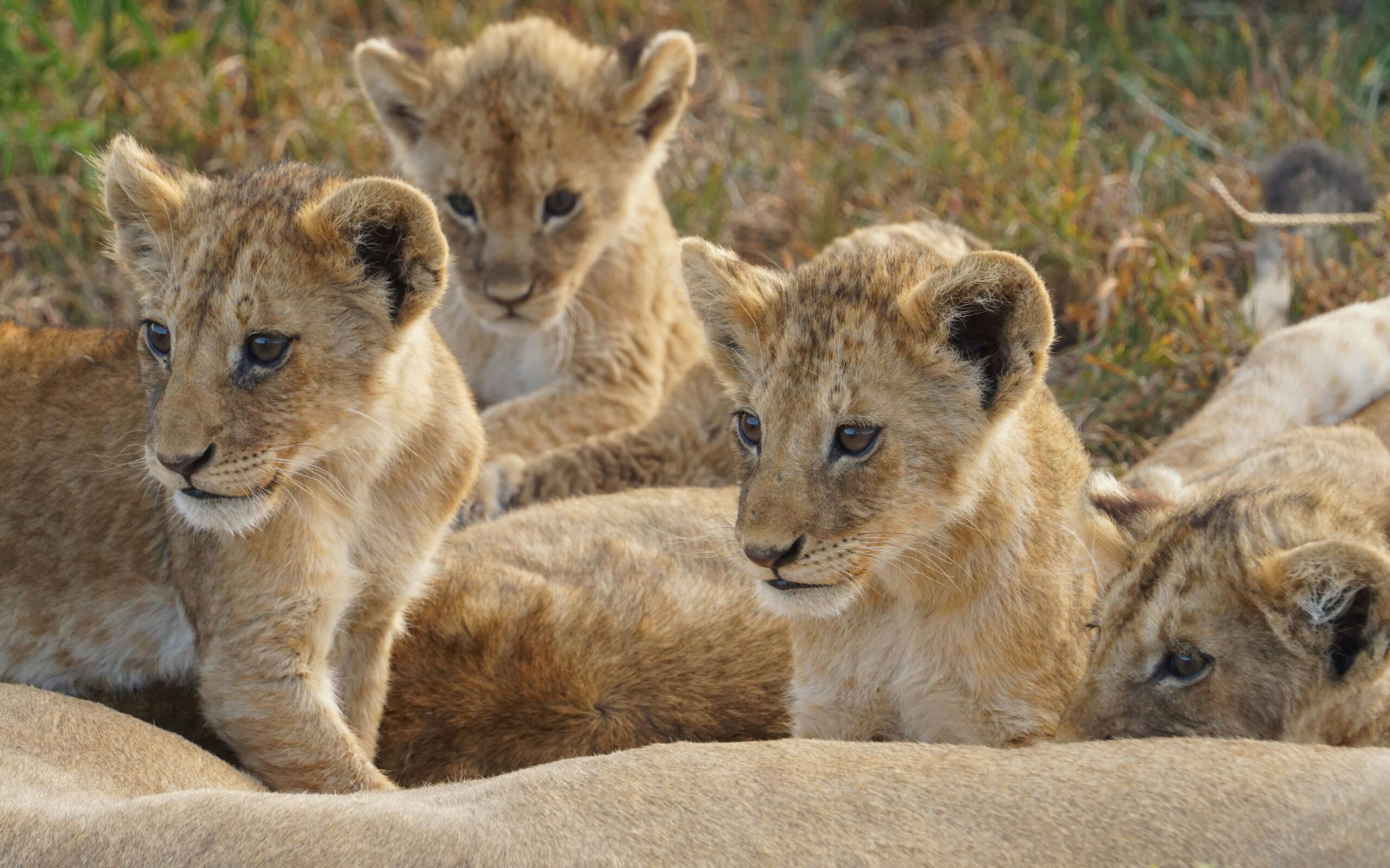 Katavi National Park