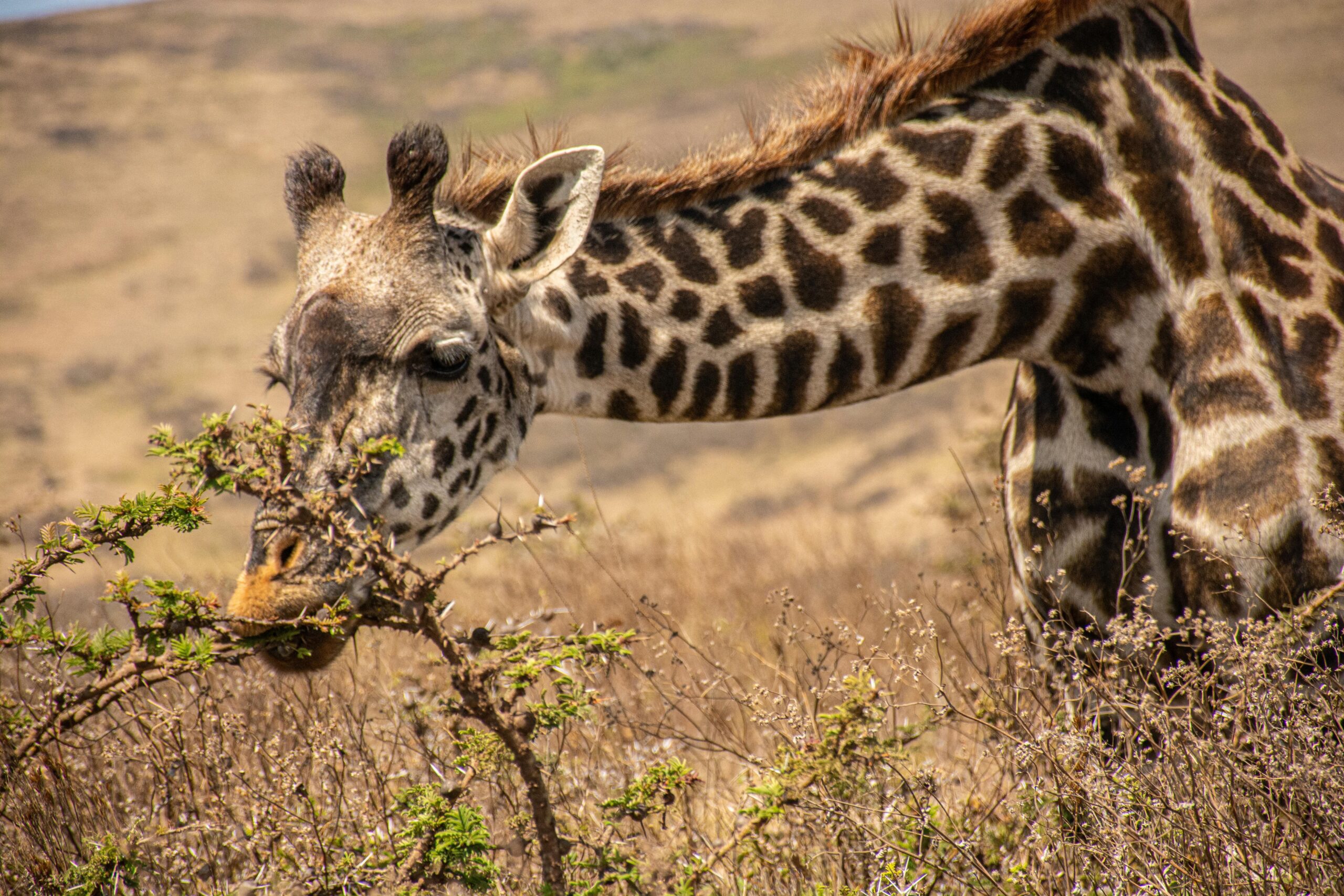 Mikumi National Park