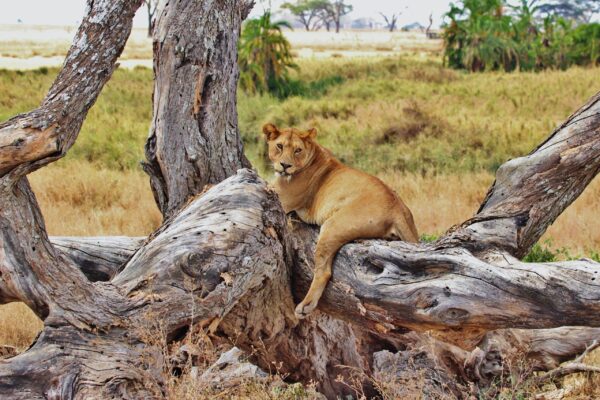 Luxury Tanzania Escape