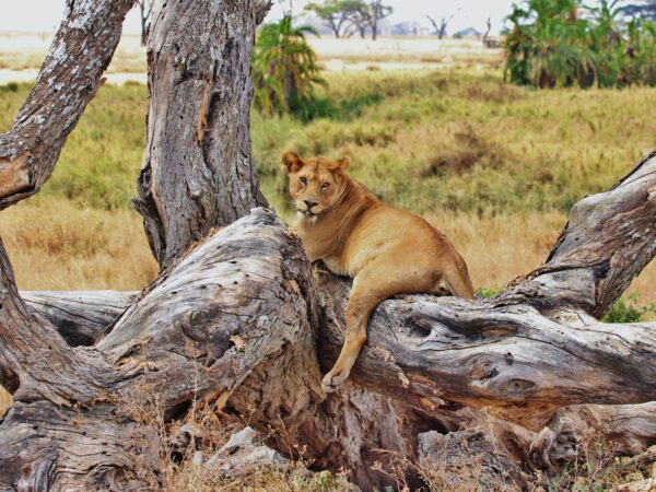 Luxury Tanzania Escape